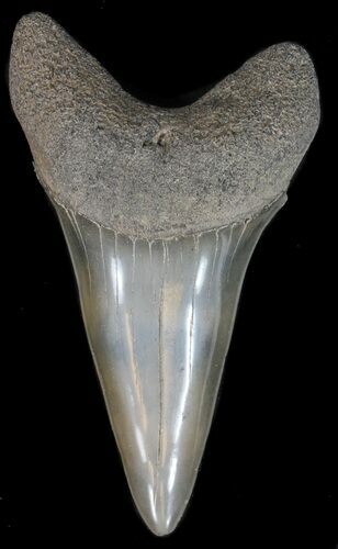 Glossy, Fossil Mako Shark Tooth - Georgia #39277